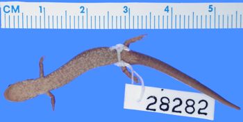 Media type: image; Herpetology A-28282